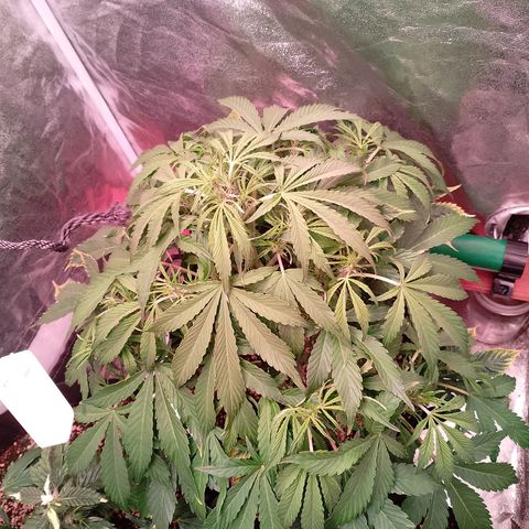 Gorilla Cookies Auto growlog timeline photo