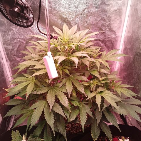Gorilla Cookies Auto growlog timeline photo