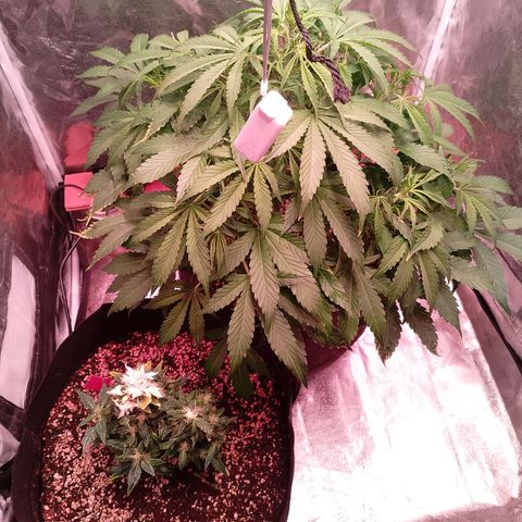 Gorilla Cookies Auto growlog timeline photo