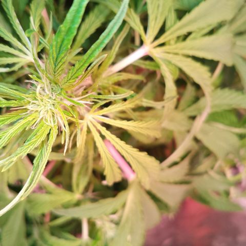 Gorilla Cookies Auto growlog timeline photo