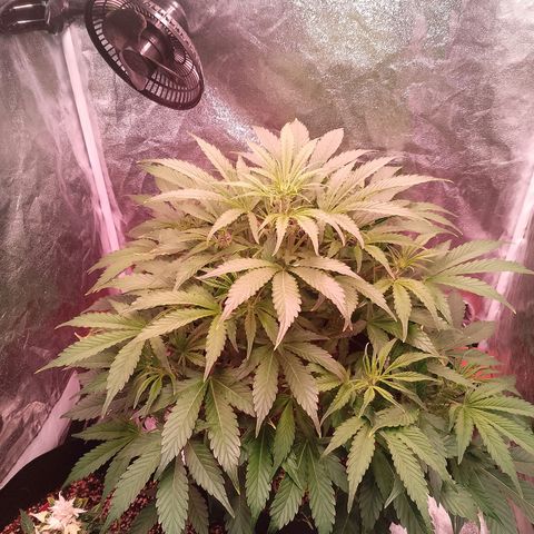 Gorilla Cookies Auto growlog timeline photo