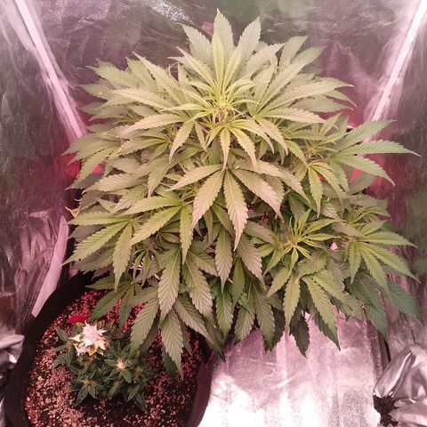Gorilla Cookies Auto growlog timeline photo