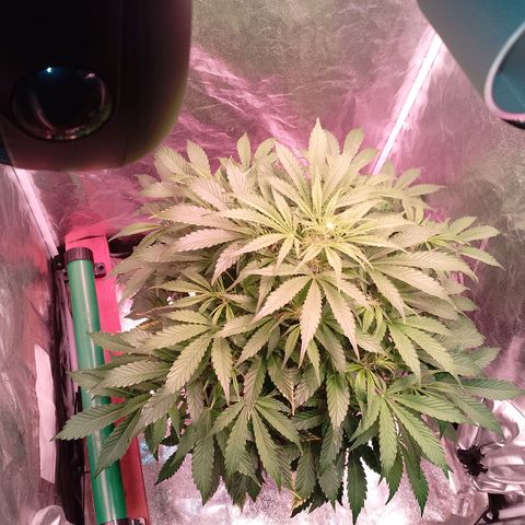Gorilla Cookies Auto growlog timeline photo
