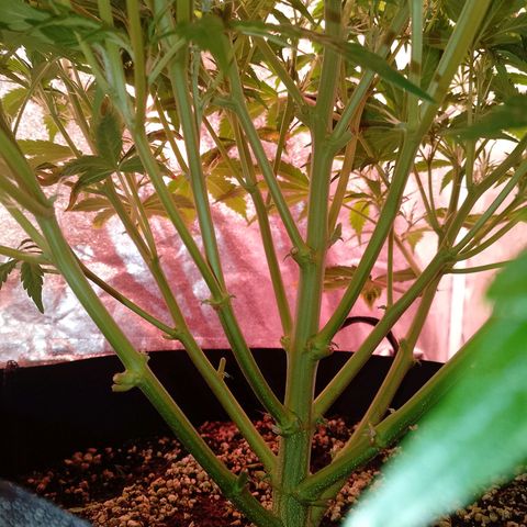 Gorilla Cookies Auto growlog timeline photo