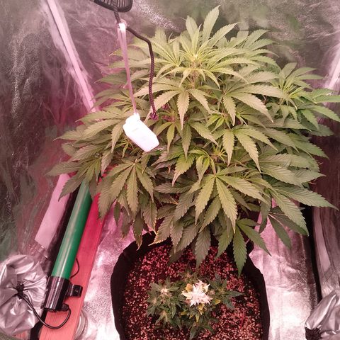 Gorilla Cookies Auto growlog timeline photo