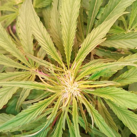 Gorilla Cookies Auto growlog timeline photo