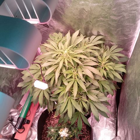 Gorilla Cookies Auto growlog timeline photo