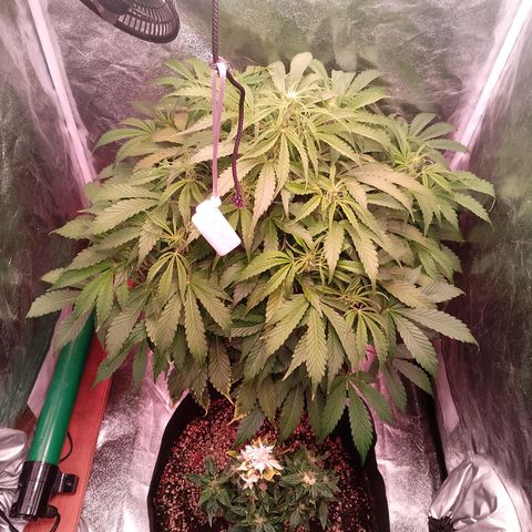 Gorilla Cookies Auto growlog timeline photo