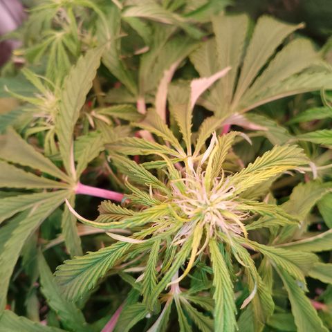 Gorilla Cookies Auto growlog timeline photo