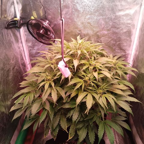 Gorilla Cookies Auto growlog timeline photo