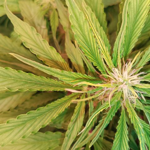 Gorilla Cookies Auto growlog timeline photo