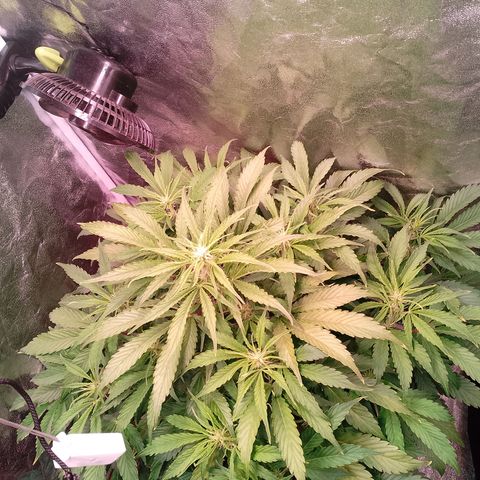 Gorilla Cookies Auto growlog timeline photo