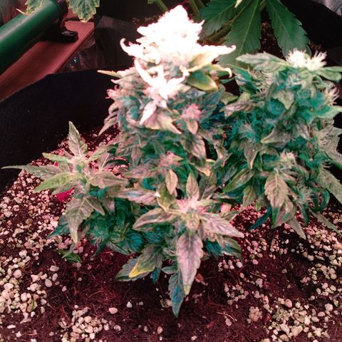 Gorilla Cookies Auto growlog timeline photo