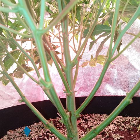 Gorilla Cookies Auto growlog timeline photo