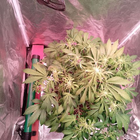Gorilla Cookies Auto growlog timeline photo