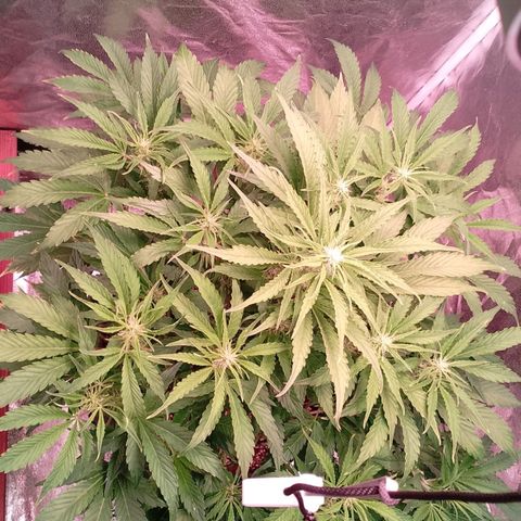 Gorilla Cookies Auto growlog timeline photo