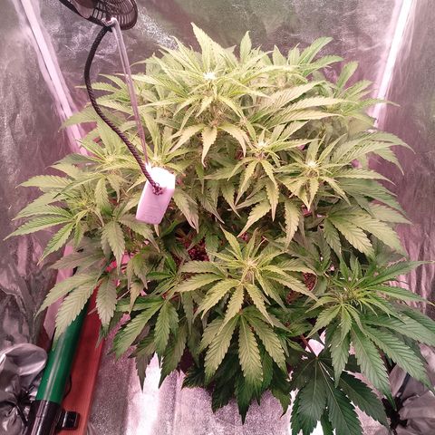 Gorilla Cookies Auto growlog timeline photo