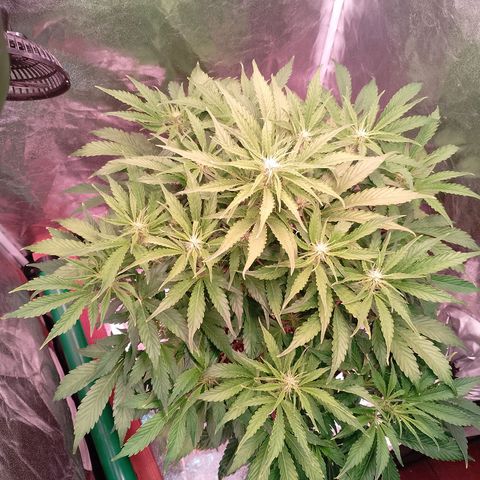 Gorilla Cookies Auto growlog timeline photo