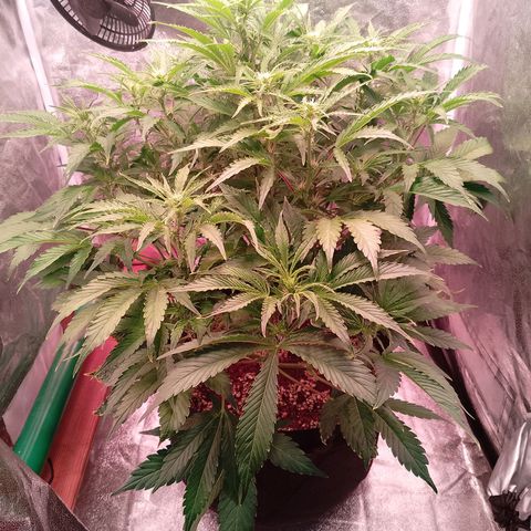Gorilla Cookies Auto growlog timeline photo
