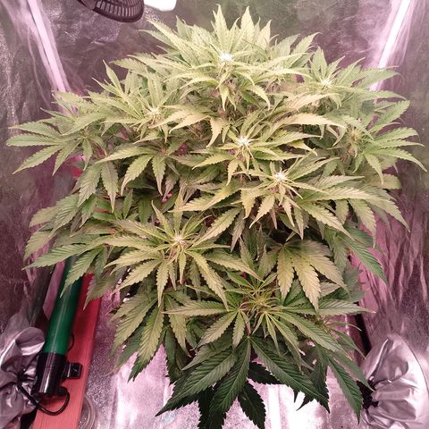 Gorilla Cookies Auto growlog timeline photo
