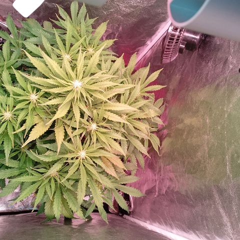 Gorilla Cookies Auto growlog timeline photo