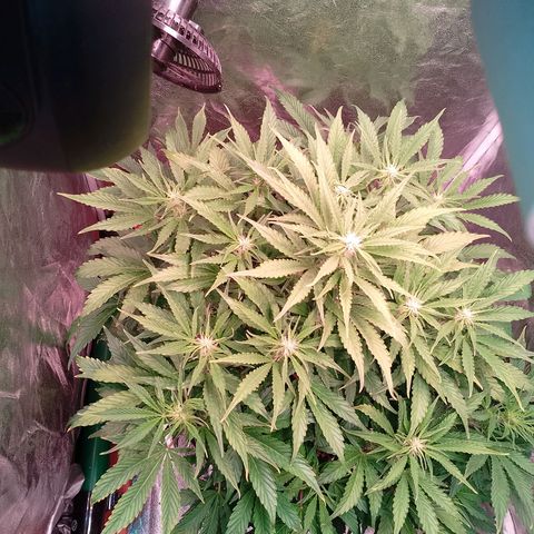 Gorilla Cookies Auto growlog timeline photo