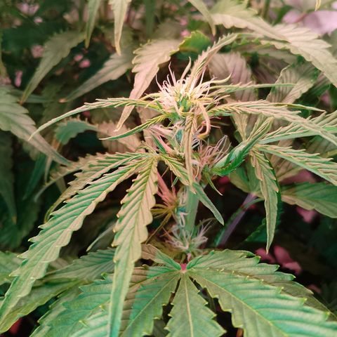 Gorilla Cookies Auto growlog timeline photo