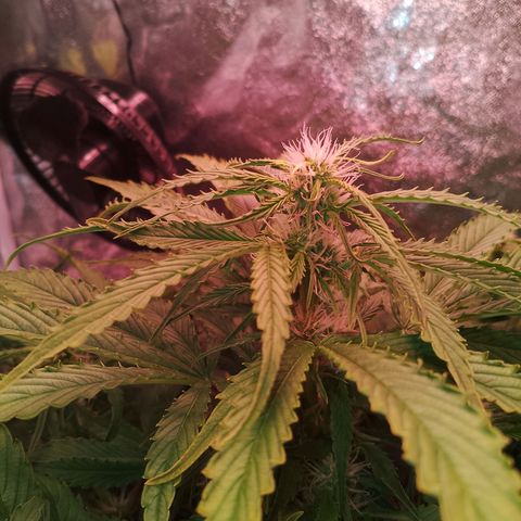 Gorilla Cookies Auto growlog timeline photo