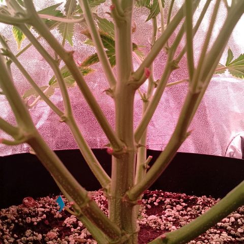 Gorilla Cookies Auto growlog timeline photo