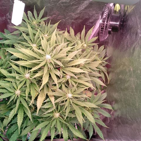 Gorilla Cookies Auto growlog timeline photo