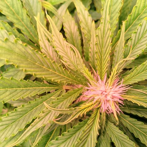 Gorilla Cookies Auto growlog timeline photo