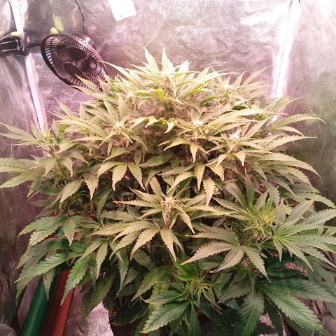 Gorilla Cookies Auto growlog timeline photo