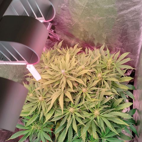 Gorilla Cookies Auto growlog timeline photo