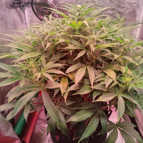 Gorilla Cookies Auto growlog timeline photo