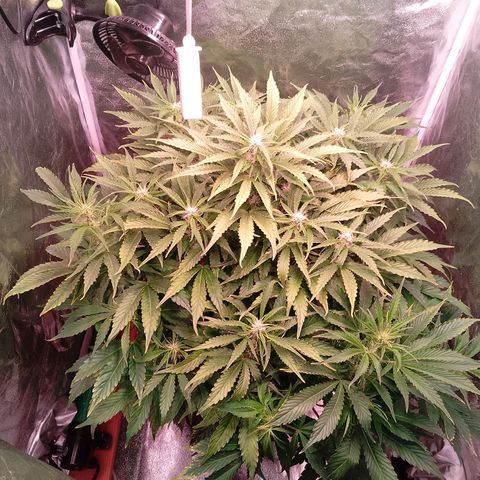 Gorilla Cookies Auto growlog timeline photo