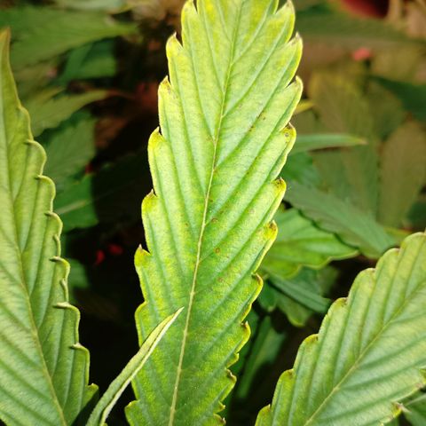 Gorilla Cookies Auto growlog timeline photo