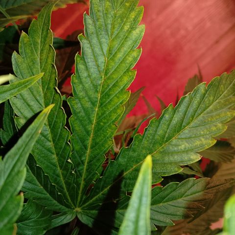 Gorilla Cookies Auto growlog timeline photo