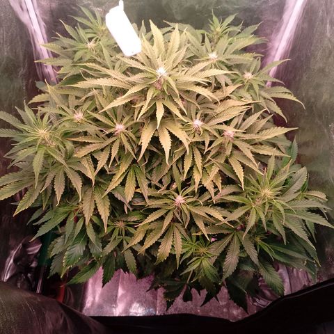 Gorilla Cookies Auto growlog timeline photo