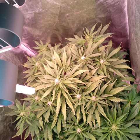 Gorilla Cookies Auto growlog timeline photo