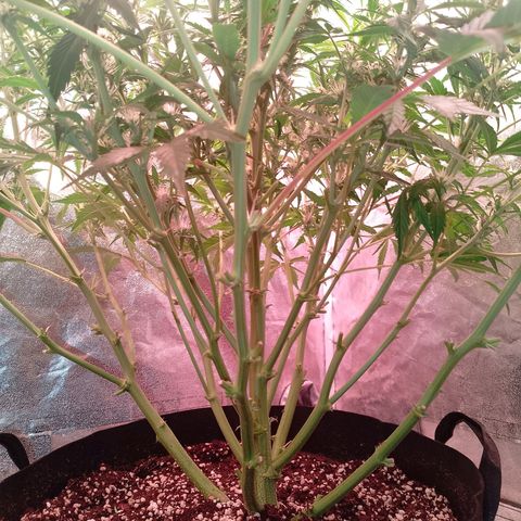 Gorilla Cookies Auto growlog timeline photo