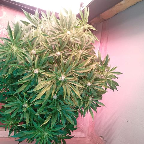 Gorilla Cookies Auto growlog timeline photo