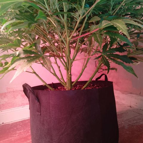 Gorilla Cookies Auto growlog timeline photo
