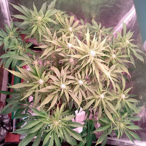 Gorilla Cookies Auto growlog timeline photo