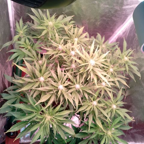 Gorilla Cookies Auto growlog timeline photo