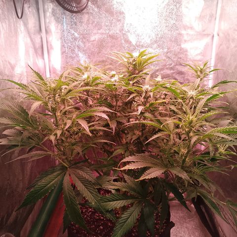 Gorilla Cookies Auto growlog timeline photo