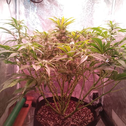 Gorilla Cookies Auto growlog timeline photo