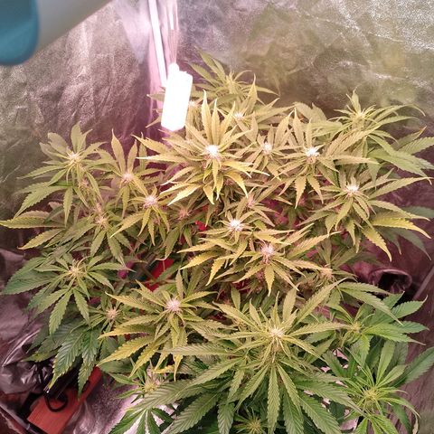 Gorilla Cookies Auto growlog timeline photo