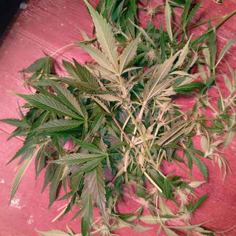 Gorilla Cookies Auto growlog timeline photo