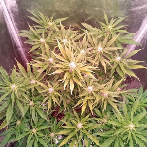 Gorilla Cookies Auto growlog timeline photo