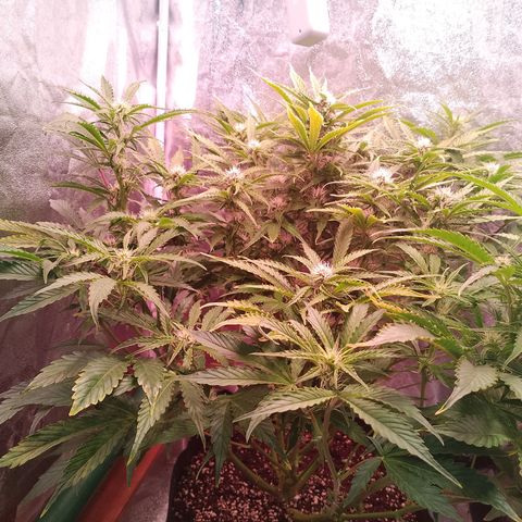 Gorilla Cookies Auto growlog timeline photo